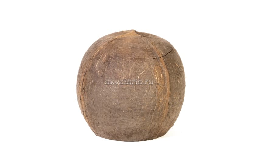 Укрытие Lucky Reptile СOCO CAVE, целый кокос, 10-14 см