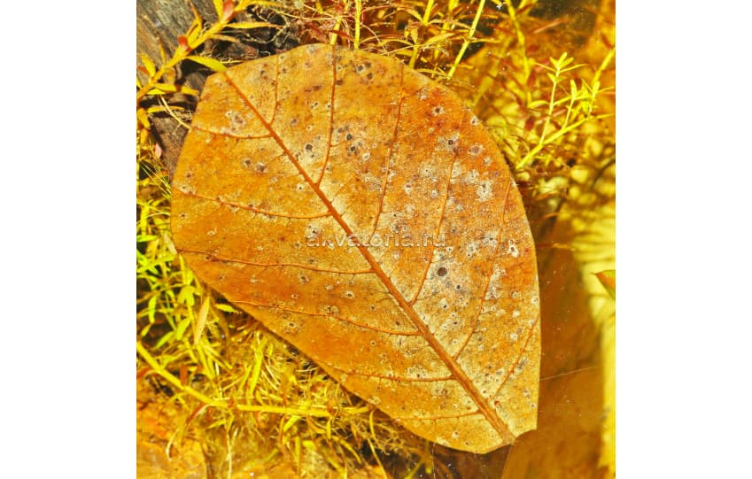 Листья тропического миндального дерева JBL Catappa XL, 10 шт