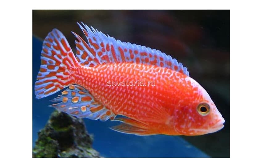 Аулонокара орхидея (Aulonocara sp. 'orchidea red'), L (8-10 см)