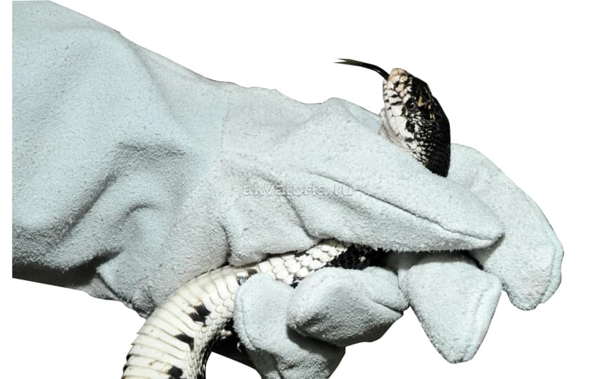 Защитная перчатка из кожи Lucky Reptile Protection Glove, левая