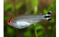 Родостомус Тетра красноротая (Hemigrammus rxodostomus)
