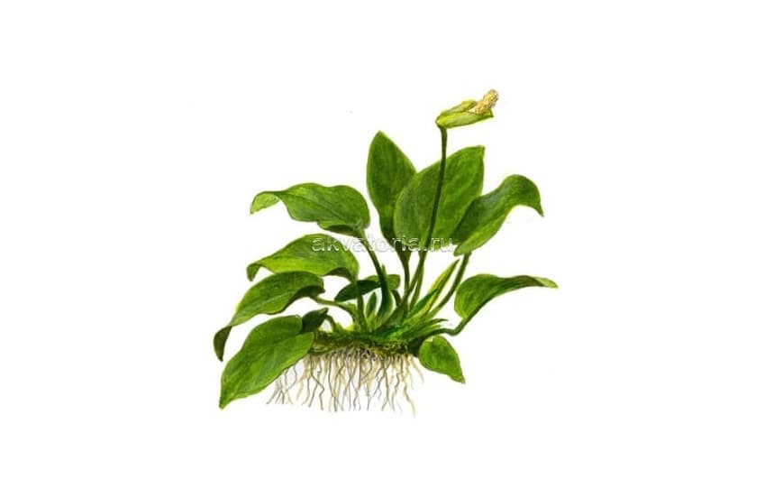 Анубиас (Anubias)