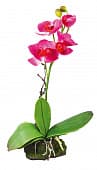Искусственное растение Lucky Reptile "Орхидея розовая", 30 см