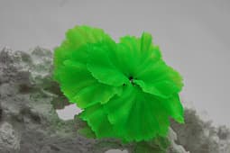 Искусственный коралл Vitality зелёный (SH205SG)