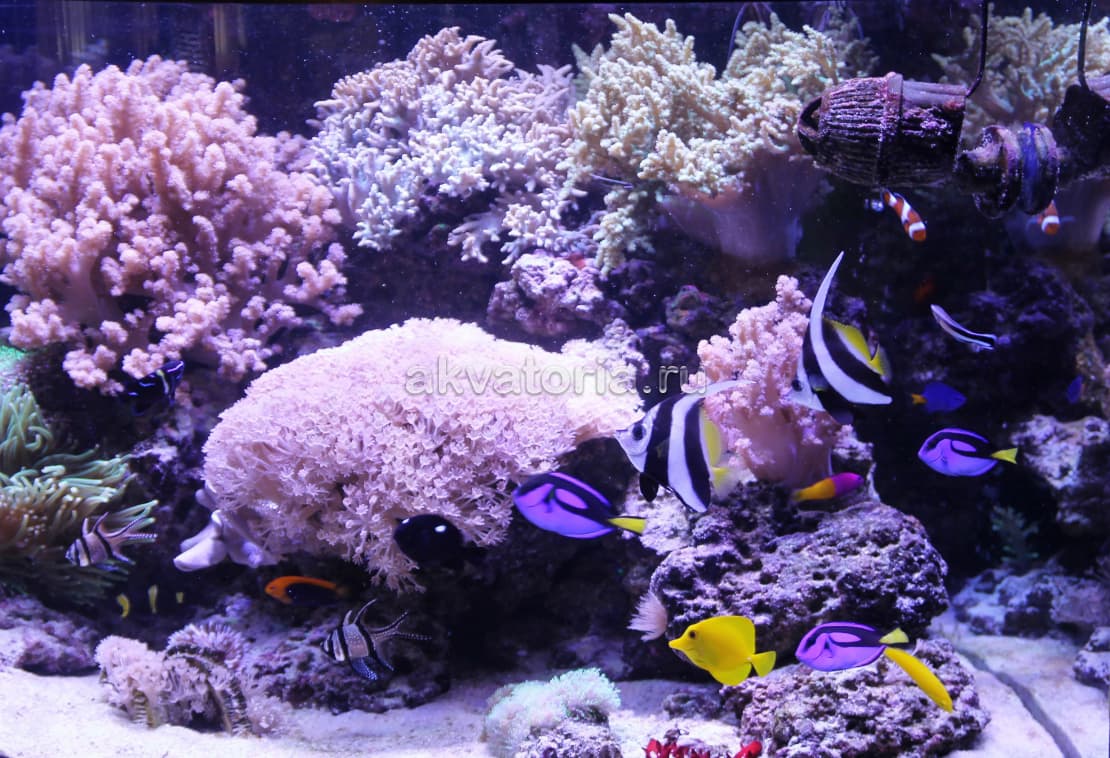 Морской аквариум Juwel Trigon 350