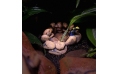 Лягушачий пруд EXO TERRA Frog Pond, 17×13,5×6 см