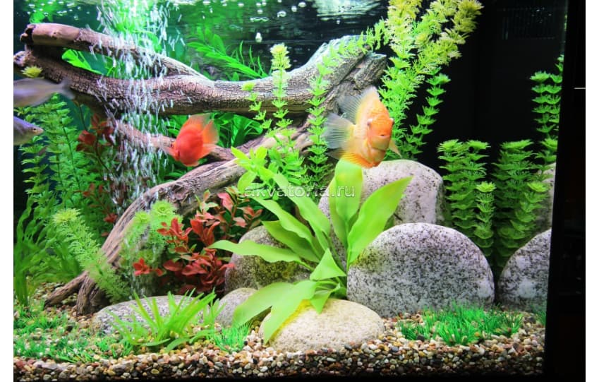 Самостоятельное оформление аквариума 160-250 л искусственными растениями (тип 2)