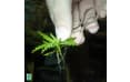 Шпильки для посадки растений JBL Plantis