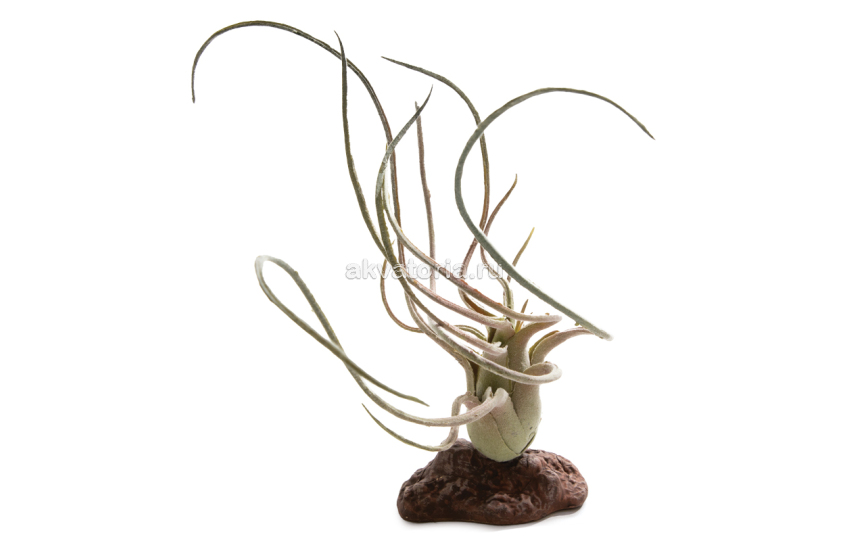 Искусственное растение Laguna Тилландсия, 9,5×12×21 см