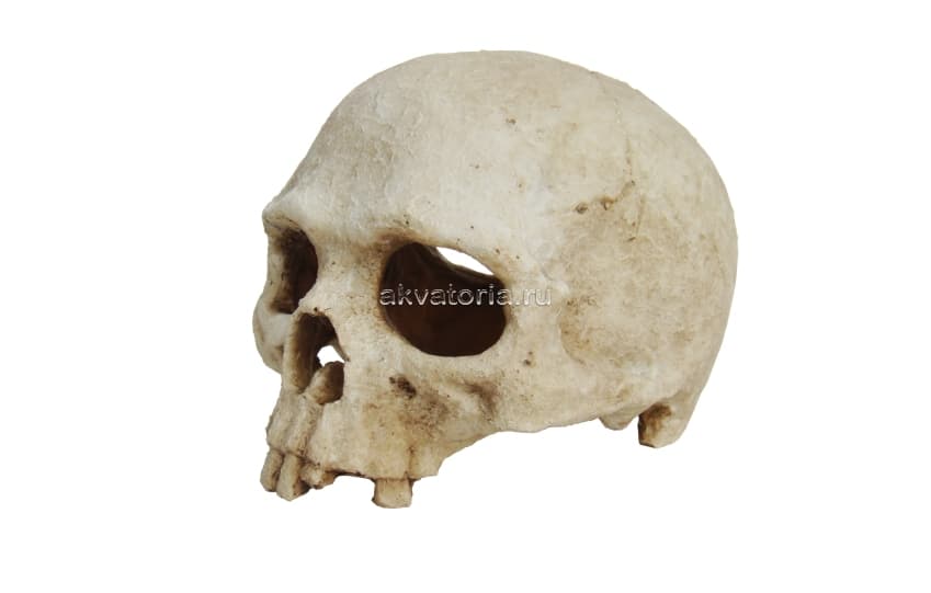 Декорация "Череп примата" Lucky Reptile Skull Monkey, 15×12×11 см