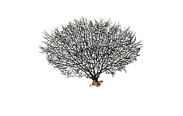 Коралл натуральный Горгонария, M