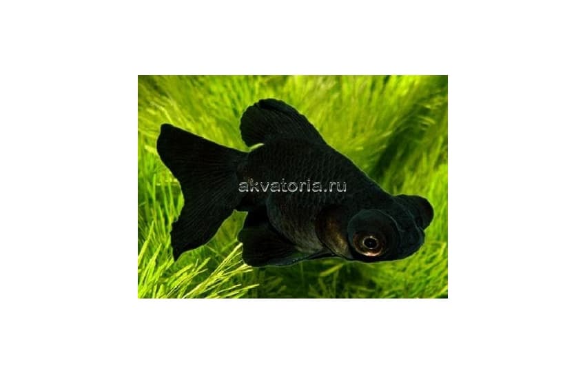 Телескоп чёрный (Carassius auratus var.), L (9 см)