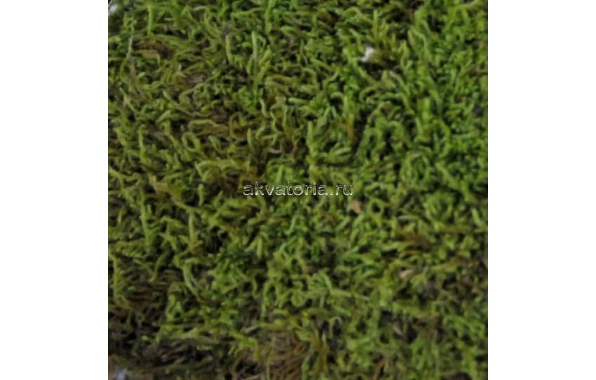 Мох Lucky Reptile Vivarium, 150 г