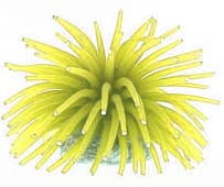 Искусственный коралл Vitality жёлтый (RT172SY)