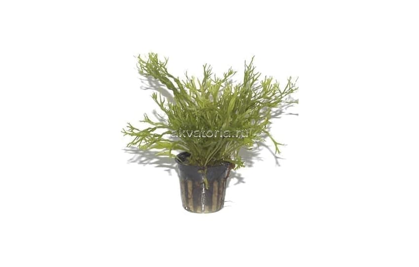 Папоротник (Microsorum) маточный горшок