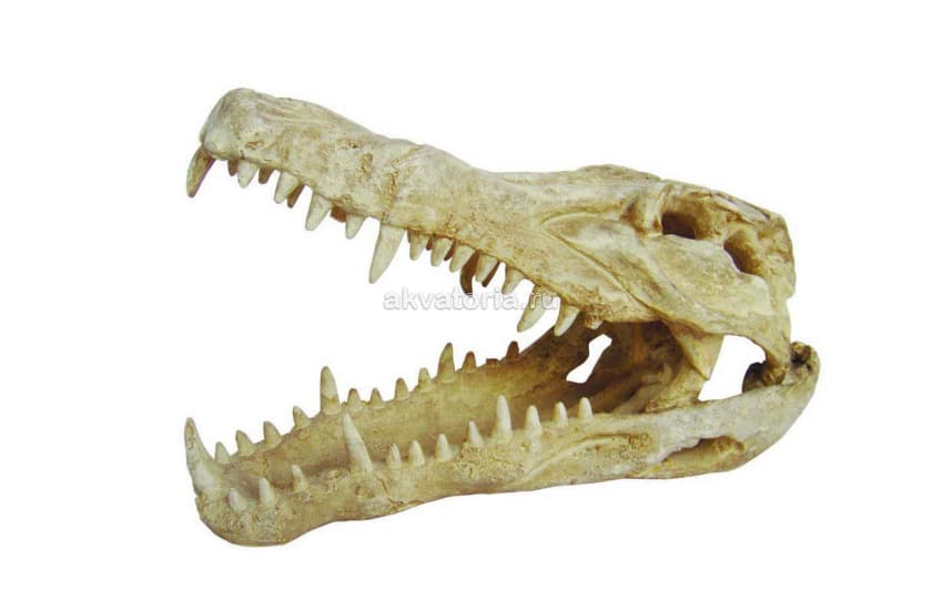 Декорация "Череп крокодила" Lucky Reptile Skull Krokodil, 25×11,2×15,2 см