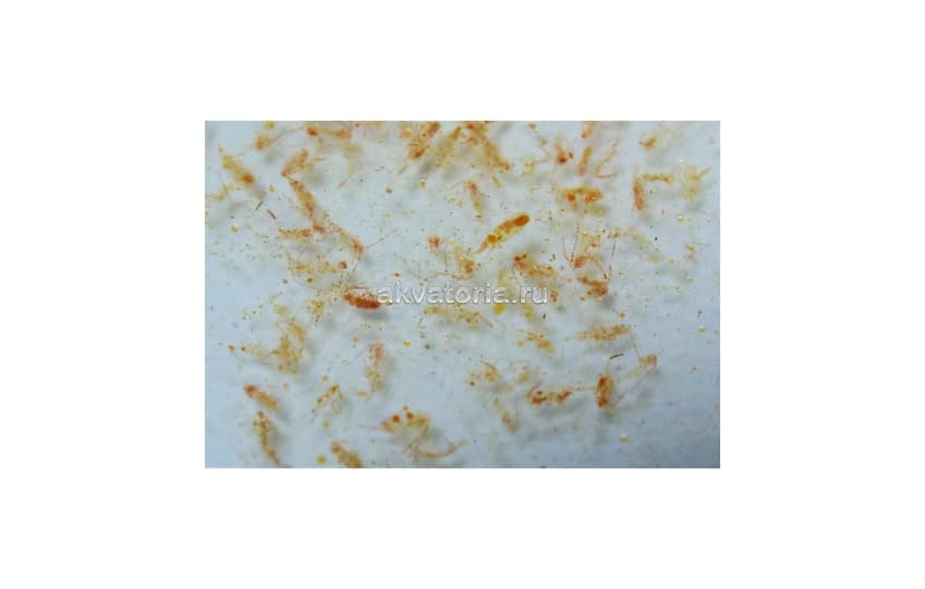 Корм для всех видов рыб и кораллов Fauna Marin Coral Plankton, 100 мл