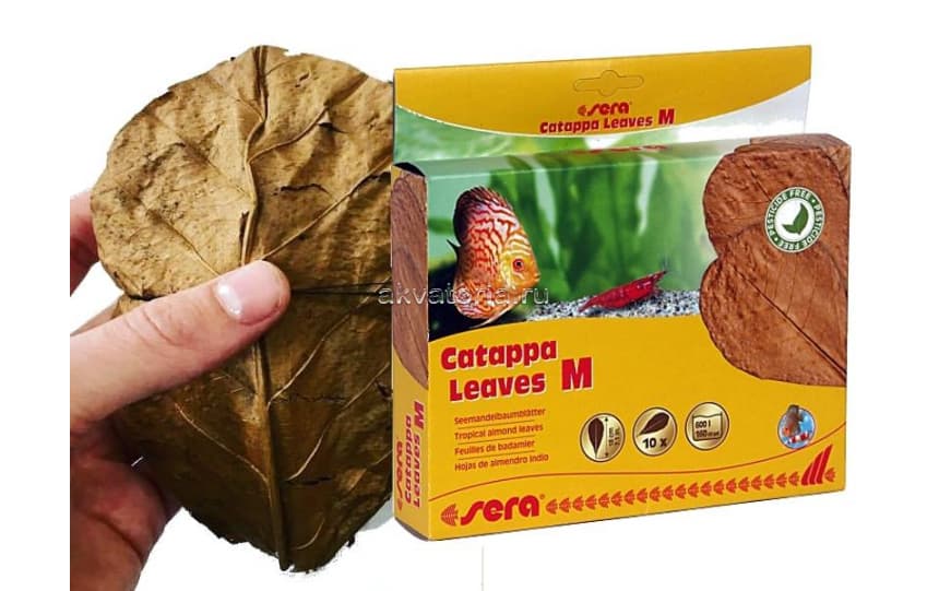 Листья индийского миндаля Sera Catappa Leaves M, 18 см