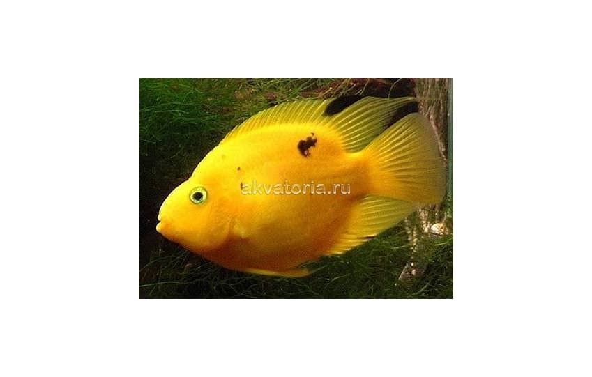 Попугай желтый (Cichlasoma sp.), M (6-7 см)