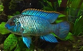 Нанакара неоновая (Aequidens pulcher 