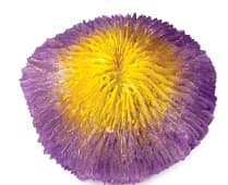 Искусственный коралл Laguna Фунгия жёлто-фиолетовая