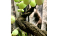 Искусственное подвесное растение Лиана Hagen ExoTerra  Jungle Vine Large