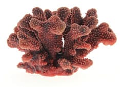Искусственный коралл Vitality перламутровый (SH9026PI)