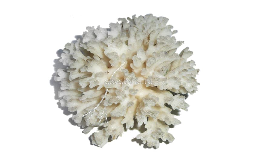 Коралл натуральный Акропора, Лойс, L