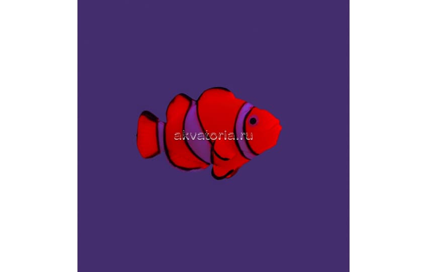 Искусственная декорация флуоресцентная GLOXY Рыба клоун на леске
