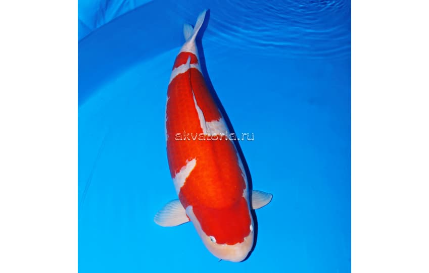 Корм для золотых рыб JBL ProPond Goldfish M, 1,7 кг