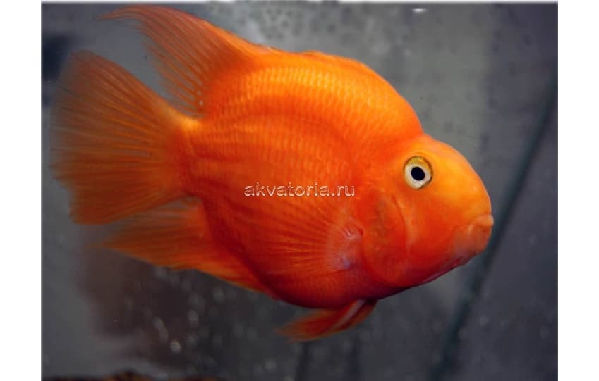 Попугай красный (Cichlasoma sp.), M (6-7 см)