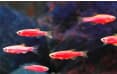 Данио рерио флуоресцентная Glo Fish (Danio rerio var. Glo Fish), M (3,0-3 см)