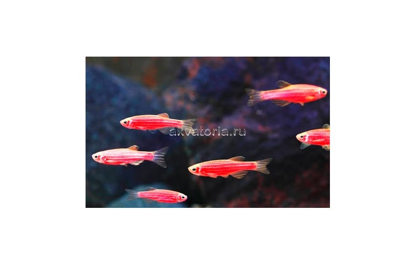 Данио рерио флуоресцентная Glo Fish (Danio rerio var. Glo Fish), M (3,0-3 см)
