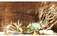 Фон Lucky Reptile Desert, пустынный, 60×30 см