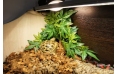 Террариум Биодизайн Turt-House Terra 70, 116х40х70 см, белёный дуб/венге