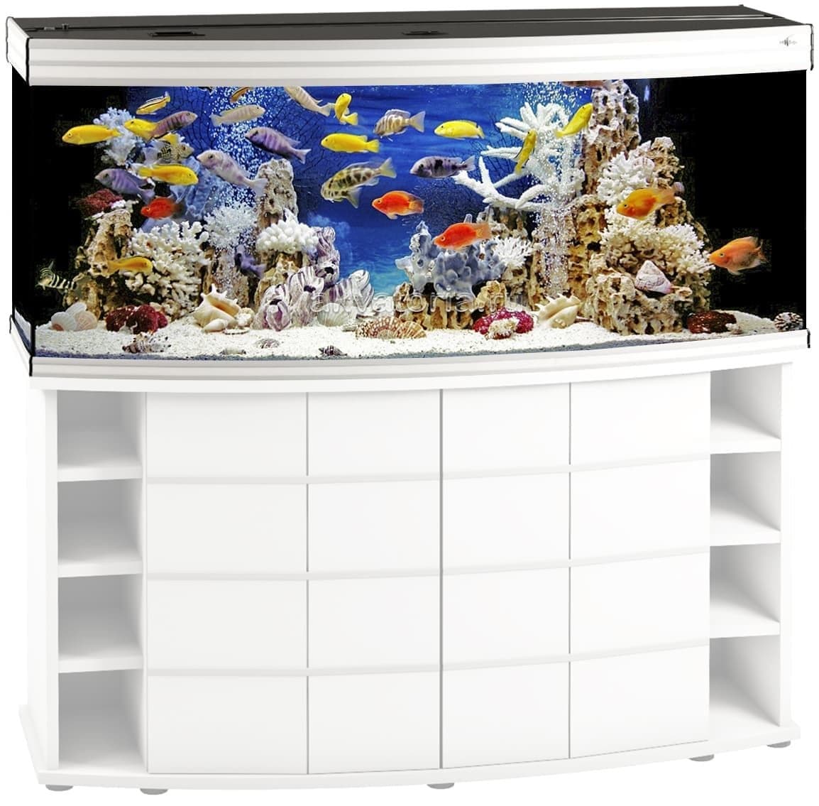 Псевдоморе