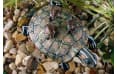 Черепаший берег Hagen ExoTerra Большая черепаха