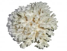 Коралл натуральный Акропора, Лойс, XL