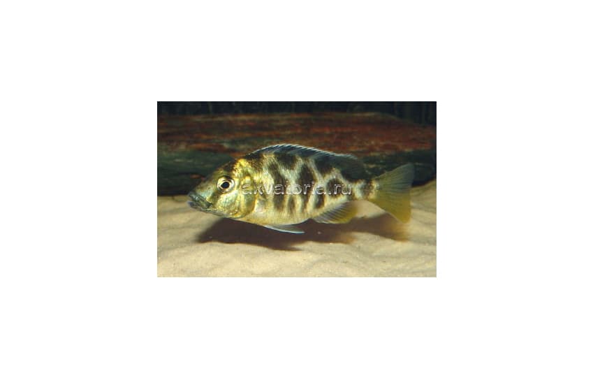 Нимбохромис венустус (Nimbochromis venustus) самка