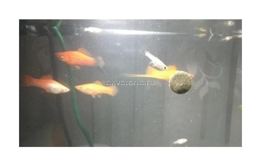 Корм Tetra FunTips Tablets, 165 таблеток