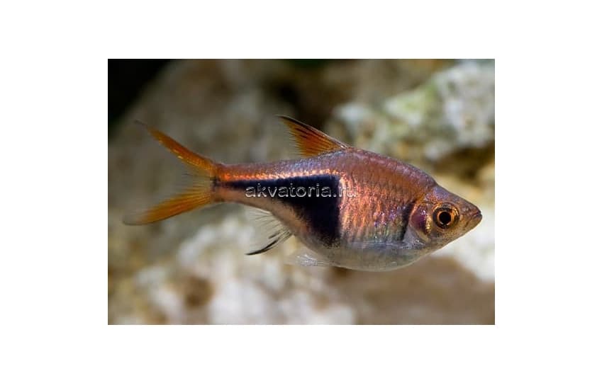 Расбора гетероморфа клиновидная (Rasbora heteromorpha)