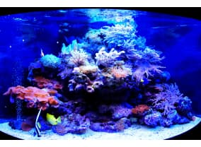 Мягкий риф в Juwel Trigon 350