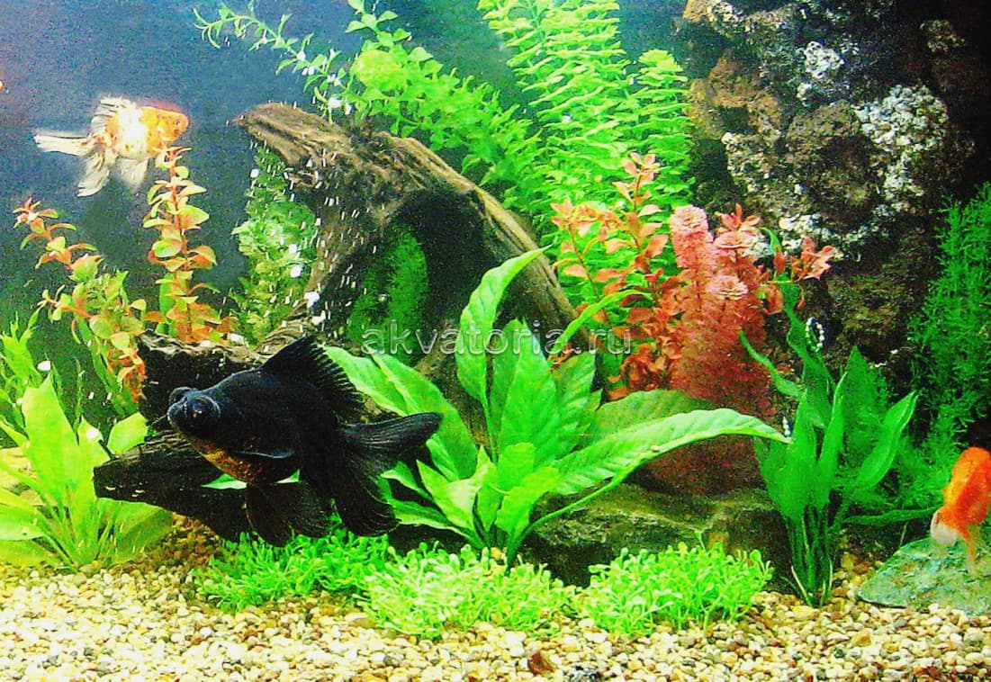 Оформление искусственными растениями аквариума Juwel Rio 450