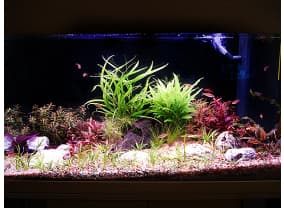 Аквариум Juwel Rio 125 с живыми растениями