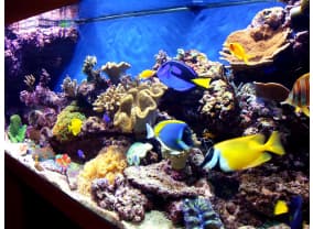 Морской аквариум в Juwel Rio 400