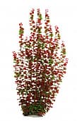 Искусственное растение Marlin Aquarium "Людвигия красная", 60 см