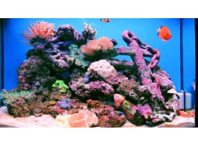 Морской аквариум в 120 литрах