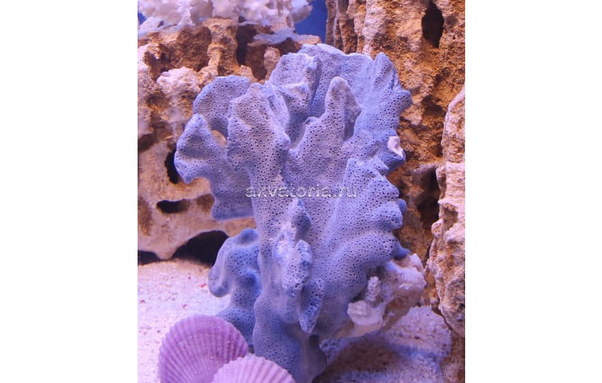 Коралл натуральный голубой, L