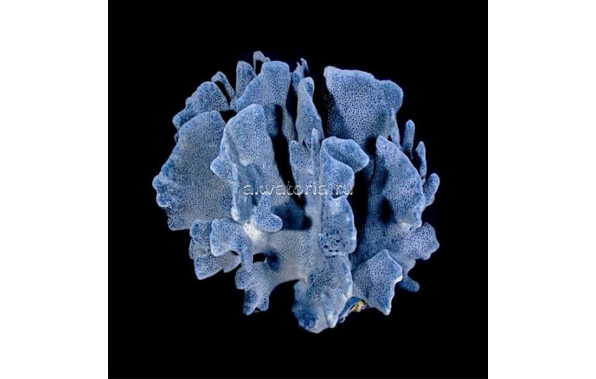 Коралл натуральный голубой, XL