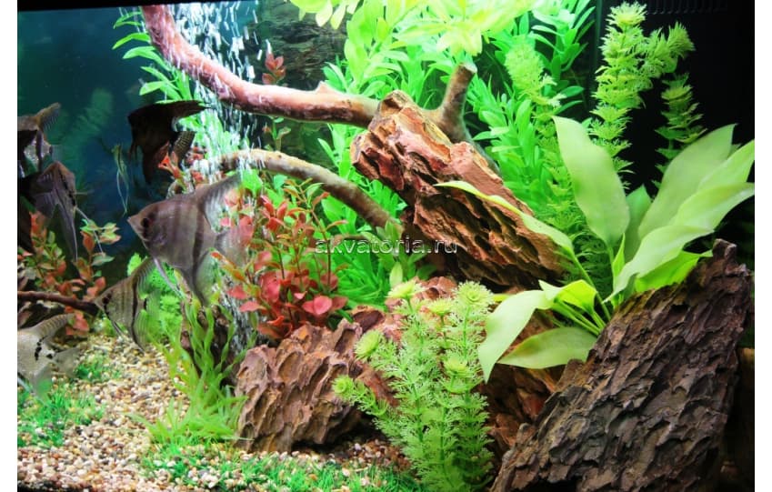 Самостоятельное оформление аквариума 160-250 л искусственными растениями (тип 1)